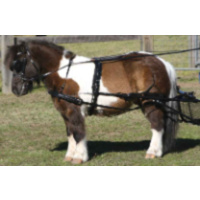 Crupper with Backstrap Zilco SL Driving Harness Shetland/Small Pony