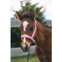 Foal Headstall