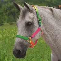 Rainbow Headcollar