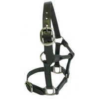 Foal Leather Halter