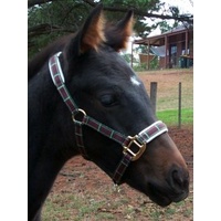 Tarten Foal Headstall