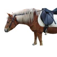 Anti-Grazing Strap