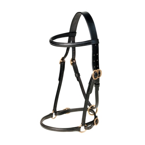 In hand Show Halter Shetland 