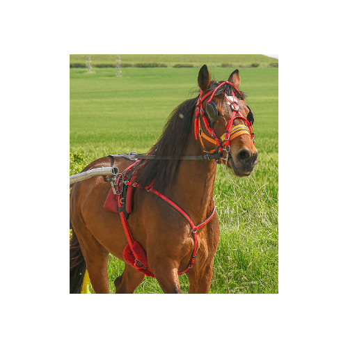 Pony Trot Harness (Quick Hitch)