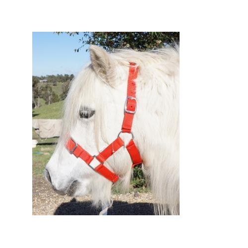 Shetland Headstall [Colour: Royal]