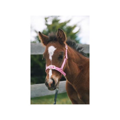 Foal Headstall