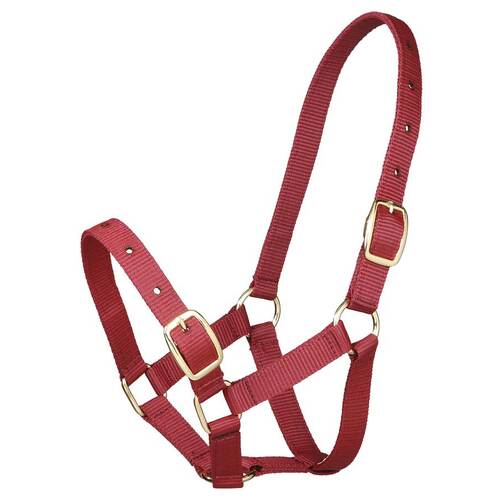 Foal Halter - webbing [Colour: BURGANDY]