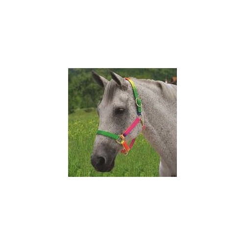 Rainbow Headcollar [Size: Cob]
