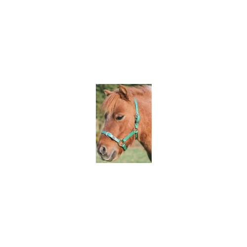 PVC Headstall foal [Colour: Blue]