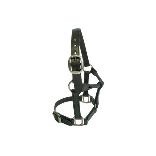 Foal Leather Halter