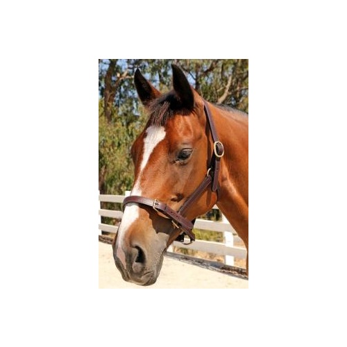 ShowCraft Leather Halter [Size: Pony]