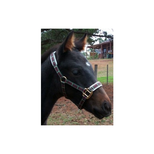 Tarten Foal Headstall